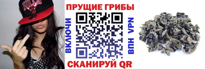 купить наркотики сайты  Первомайск  Псилоцибиновые грибы GOLDEN TEACHER 